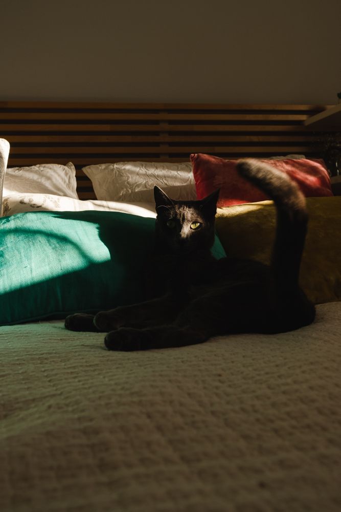 Cute cat laying under a ray of light on a bed