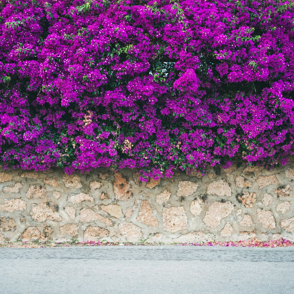 Stone wall with Bougainvillea tree flowers