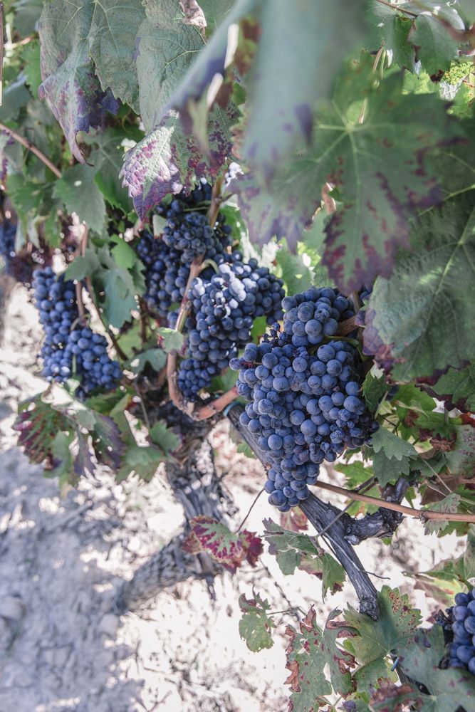 Grapes on a vine