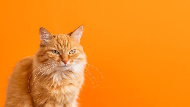 Cute ginger cat on bright orange background