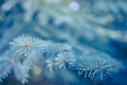 Close up of pine tree branch