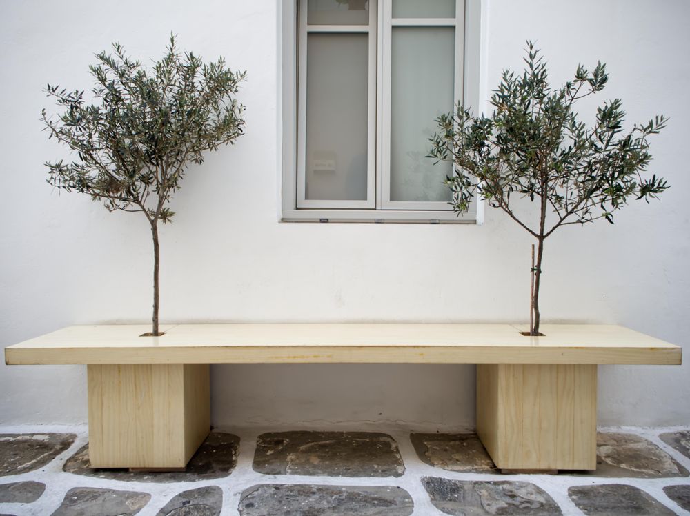 Wooden bench with two small trees