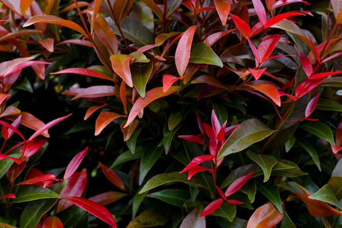 the background of the leaves is red