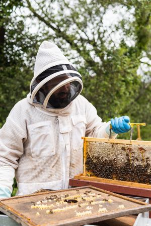 Male beekeeper with honeycomb in apiary