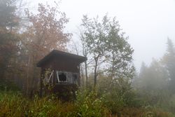 Foggy hut in the forest