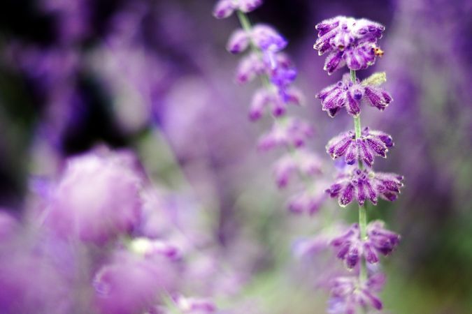 Purple flowers on bush