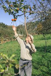 Older man picking apples with a wood stick on sunny day