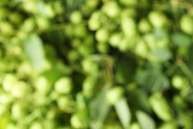 Blurred background of hop cones and leaves. Greenery