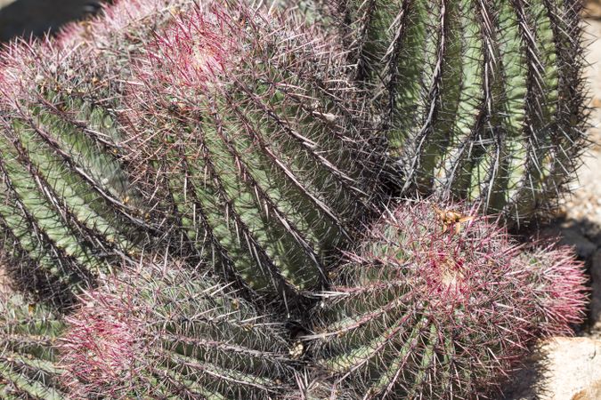 The Biznaga Cactus