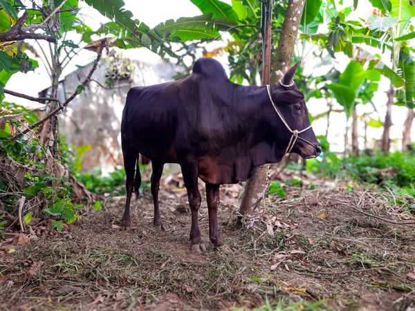 Male Cow for Qurban in Indonesia