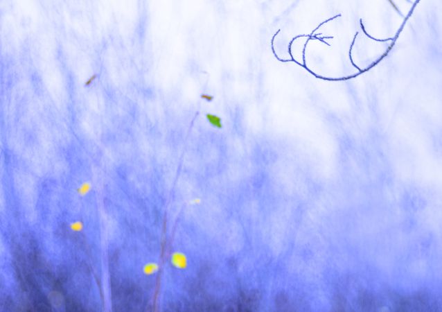 Tender dry leaves in blue light effect