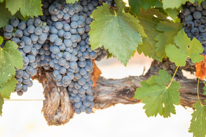 Vineyard with Lush, Ripe Wine Grapes on the Vine Ready for Harvest