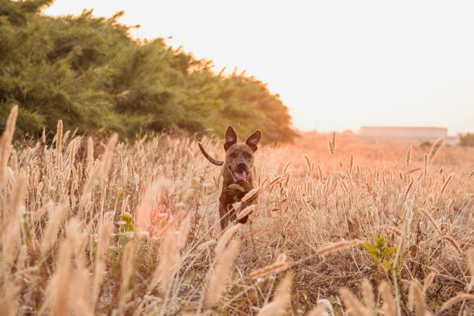 Dog running free off lead on field