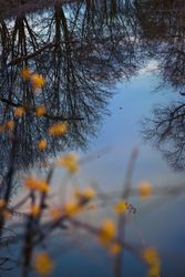Forest and flowers in the fall looking down on a pale