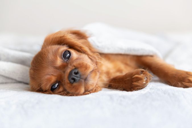 Cavalier spaniel lounging under blanket on bed