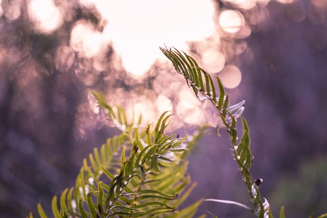 Close up of green fern branches with selective focus