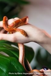 Corn snake wrapped around woman hand on green nature background - Free ...