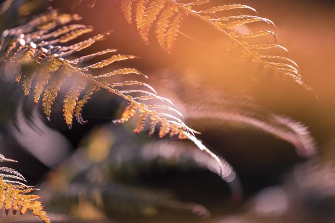 Fern leaf close up with orange hues