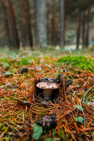 Fresh saffron mil cap (lactarius deliciosus) in pinewood