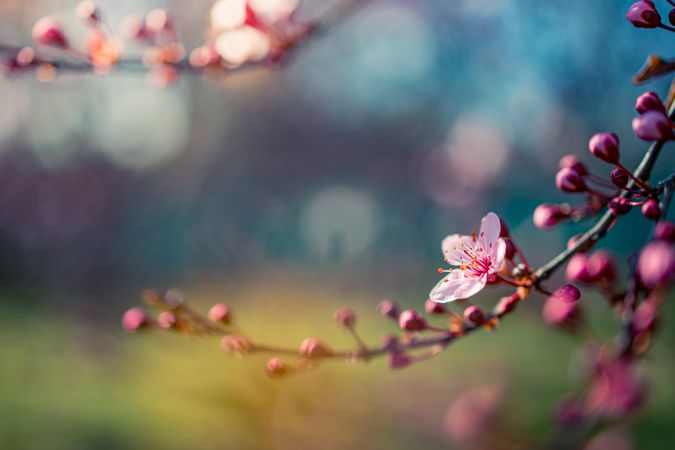 Beautiful cherry blossom branch with selective focus
