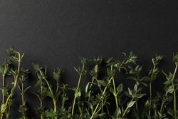 Top view of  rows of thyme sprigs