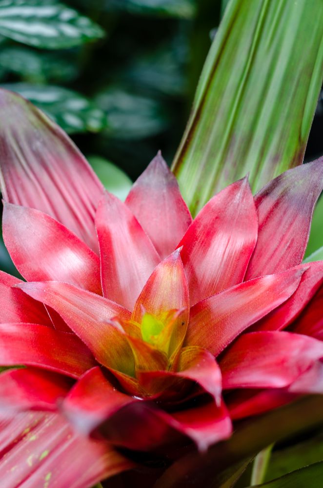 Bromelia in macro shot