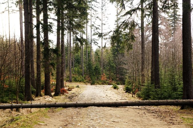 Fallen tree on ground in forest
