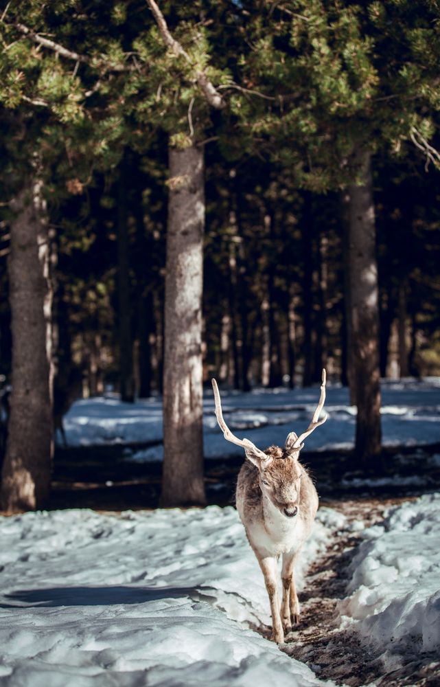 Deer pasturing near trees between snow