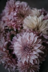 Bouquet of fresh pink flowers