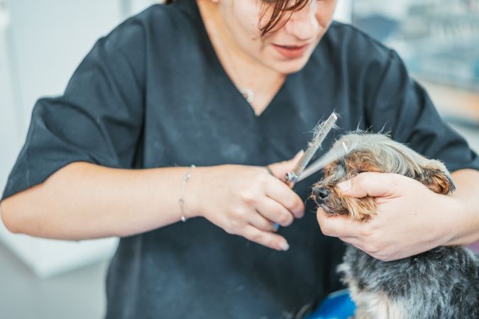 Crop groomer cutting fur of small dog