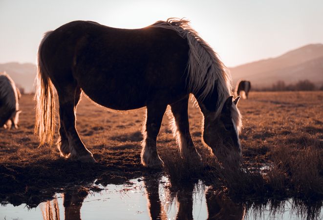 Wild horses pasturing on field near water