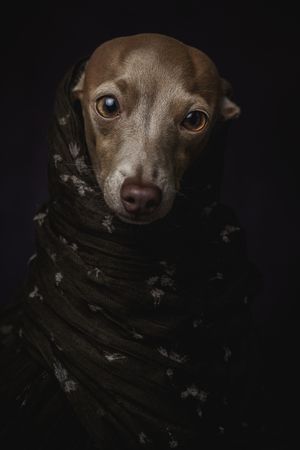 Italian Greyhound dog with scarf