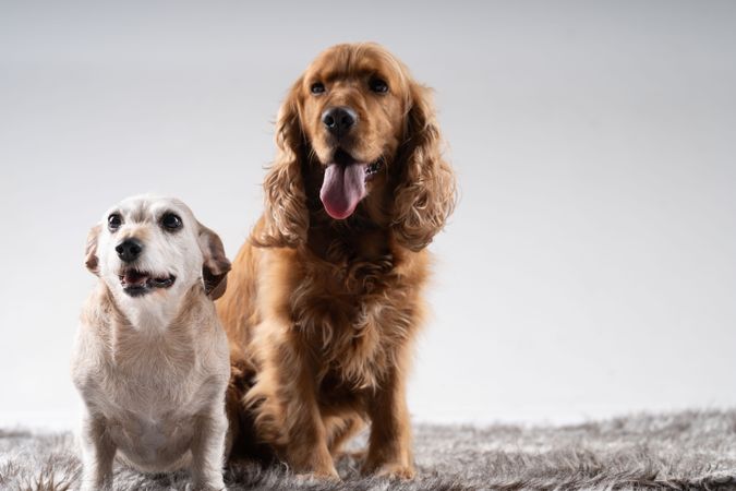 Portrait of cocker spaniel and teckel dog