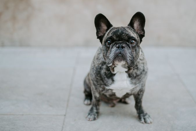 Adult bulldog on street