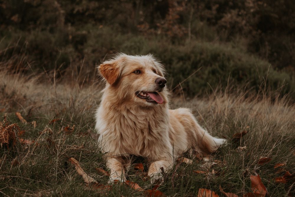 Golden retriever sitting on green grass field