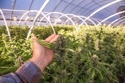 Green house full of cannabis plants