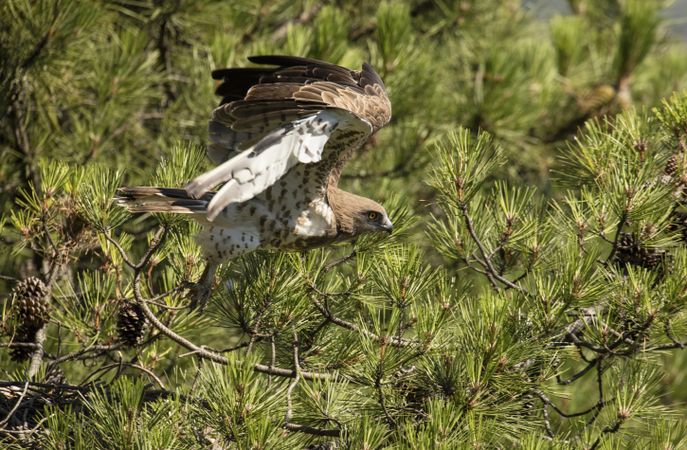 Eagle flying on coniferous tree in sunny day