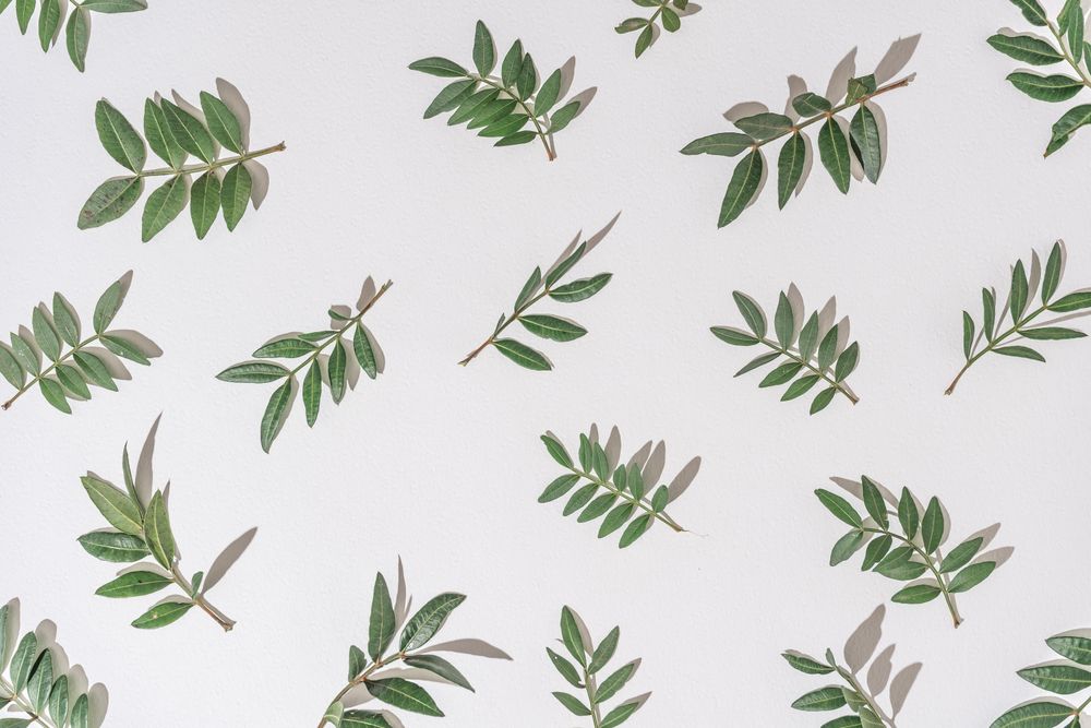 Green branches scattered on light  background