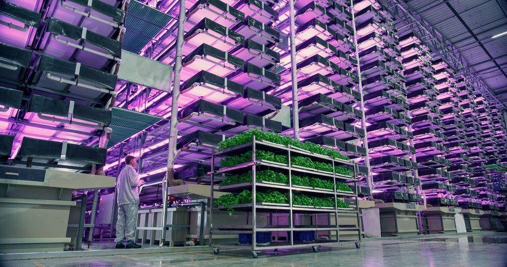 Hydroponics Farm with Multiple Rows and Layers of Eco-Friendly Plants Growing Under Artificial LED Ultraviolet Sunlight. Fresh Green Vegetable Leaves Production Facility. Wide Angle Photo.