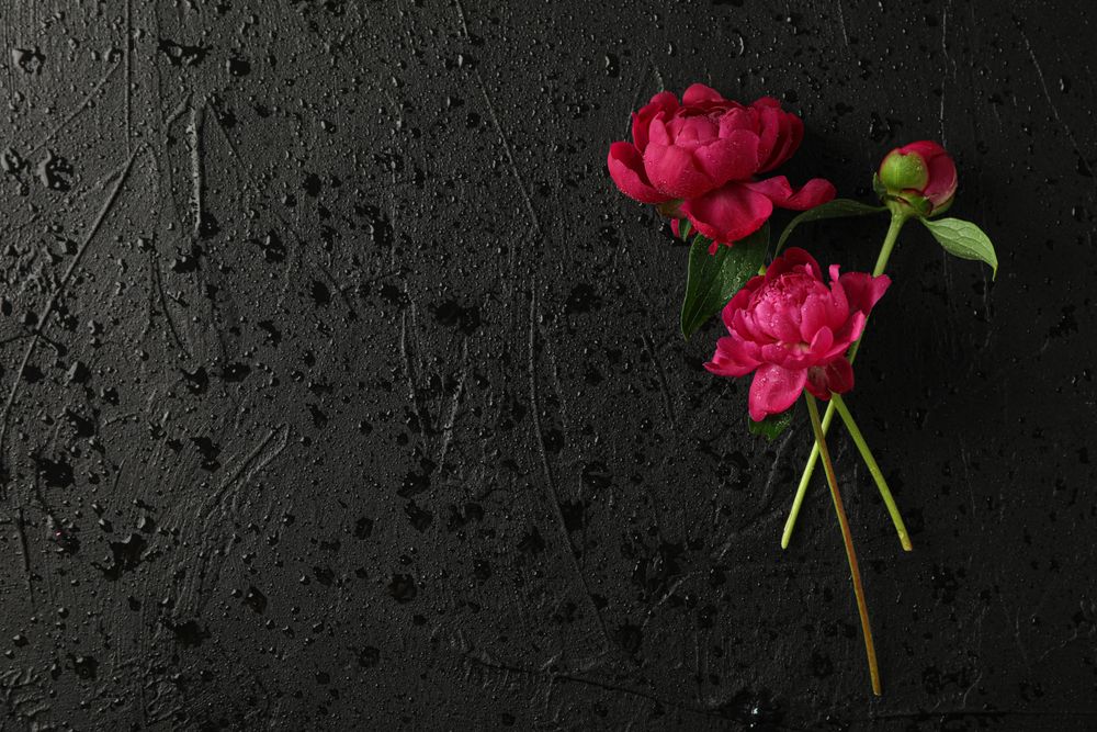Beautiful peonies on dark background with water drops, space for text
