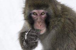 A snow monkey eating vegetation on a cold day