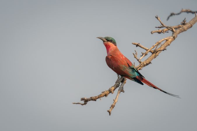 Southern carmine bee-eater on branch turns head