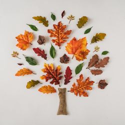Autumn branches and leaves arranged in tree on light background