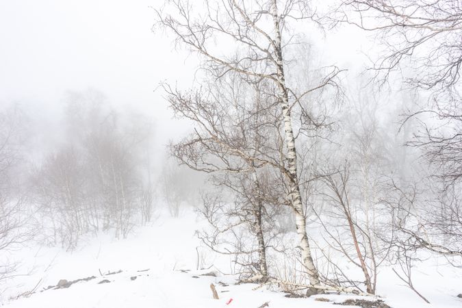 Cold wintry forest on snowy day in Caucasus mountains