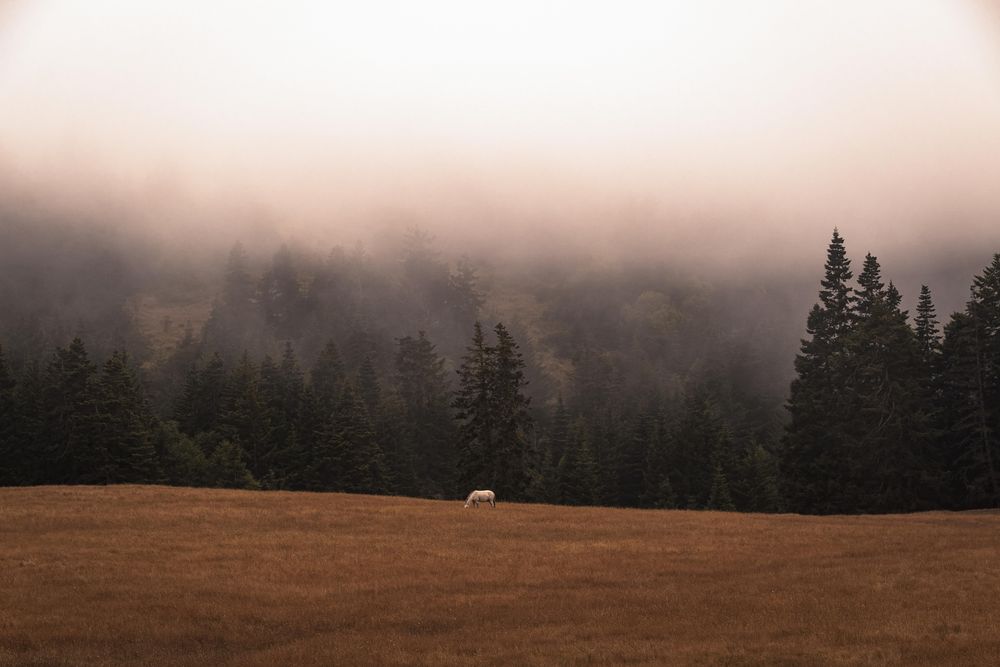 Horse in a field in the mountains