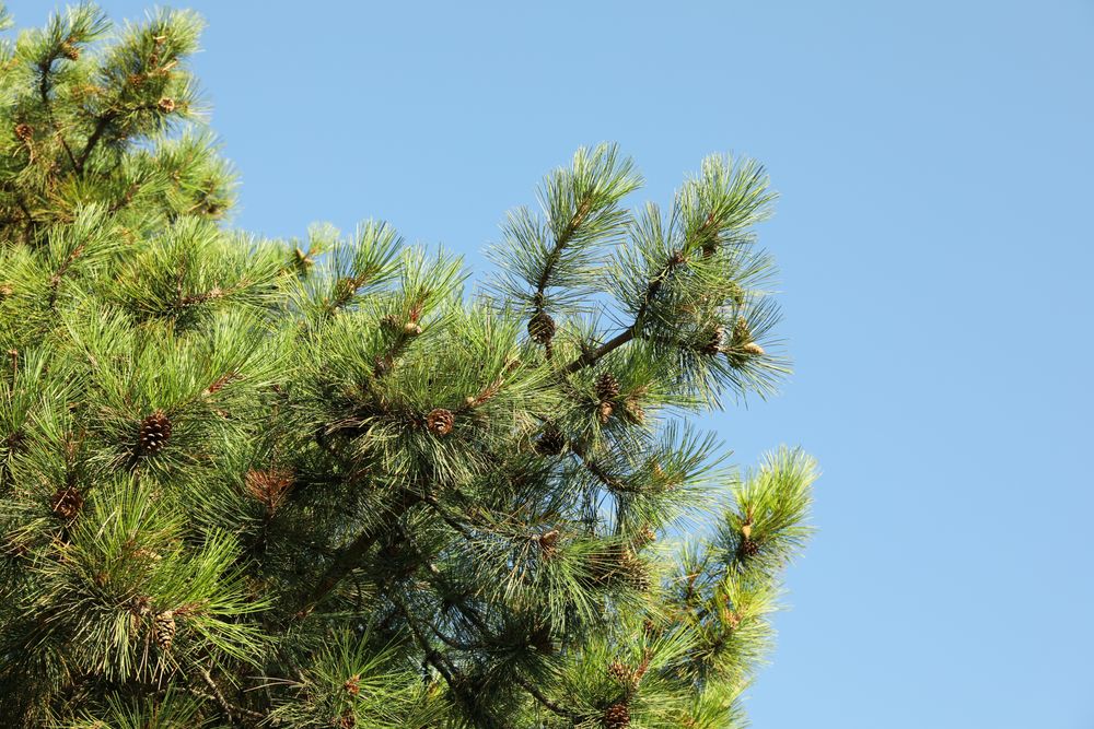 Beautiful pine tree against clear blue sky