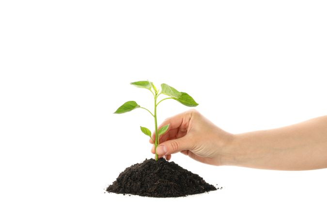 Woman hold seedling in soil, isolated on blank background. Environmental protection