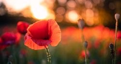Banner of a close up red poppy in a field