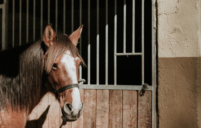 Saddled horse near stable
