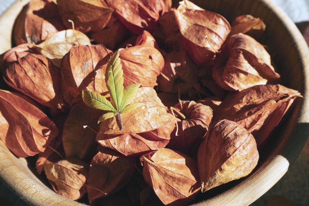 Close up bowl of physalis fruit in bowl